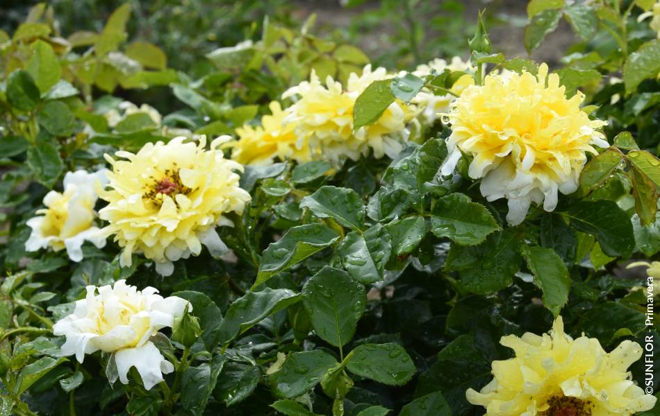 ©SUNFLOR - Primavera